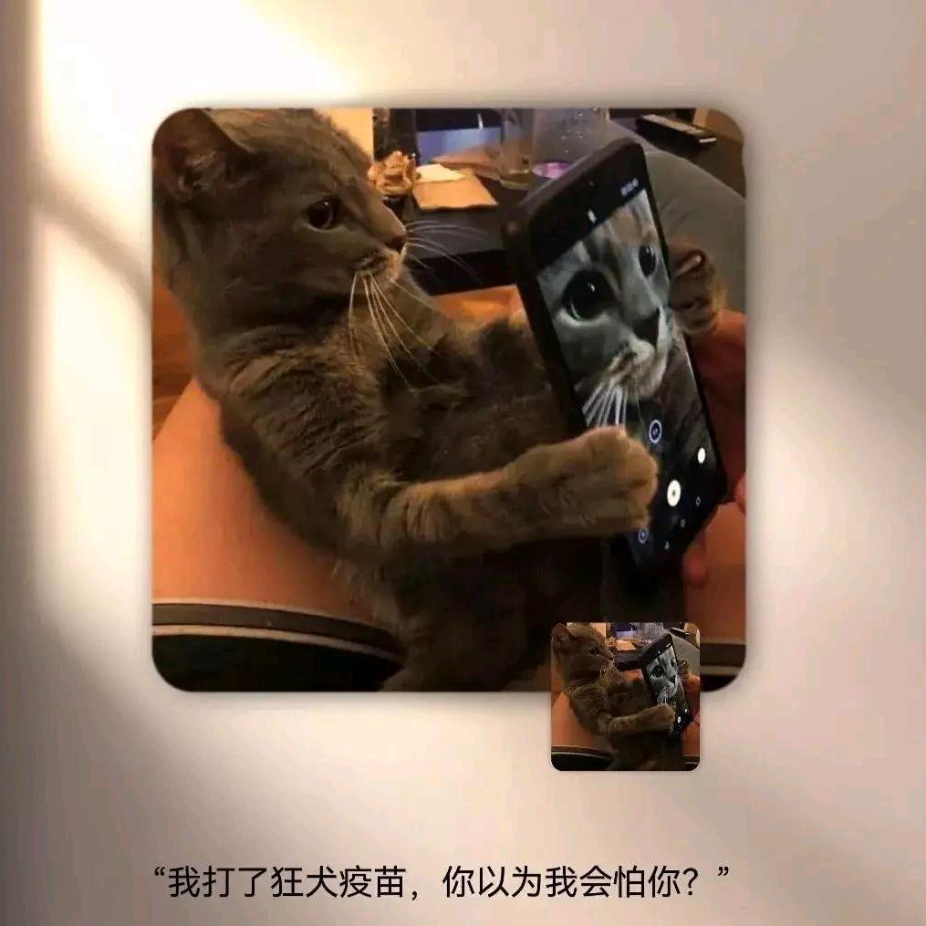 薯条爱爆爆