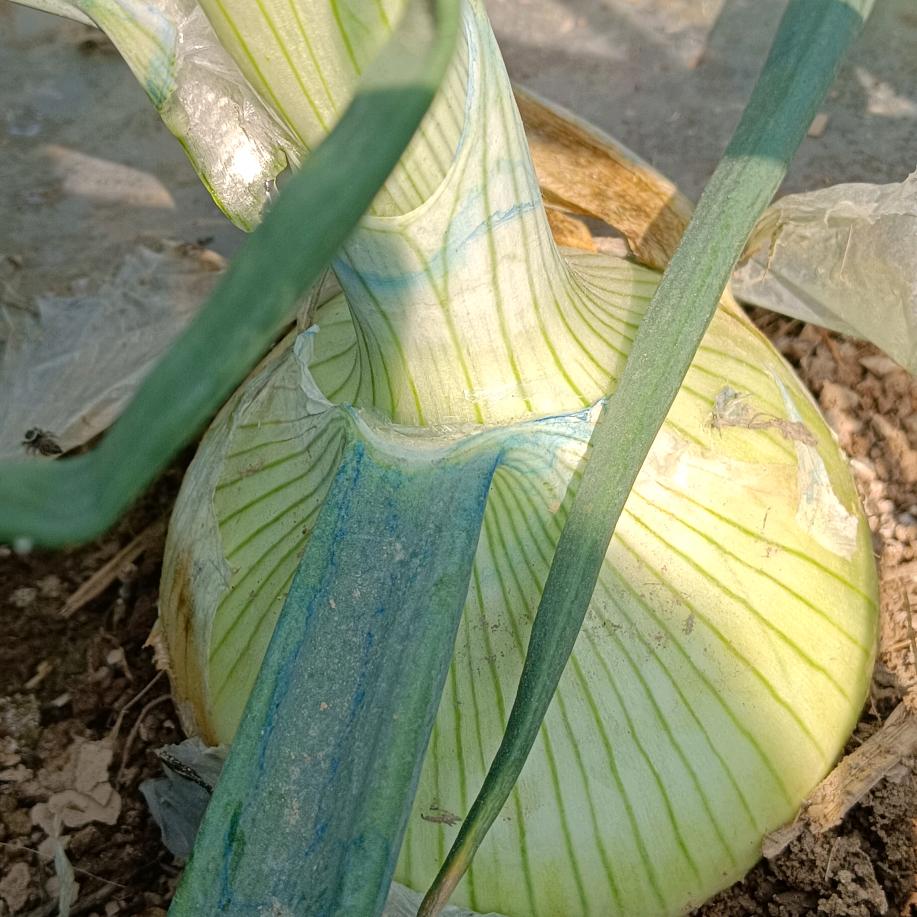 HLB