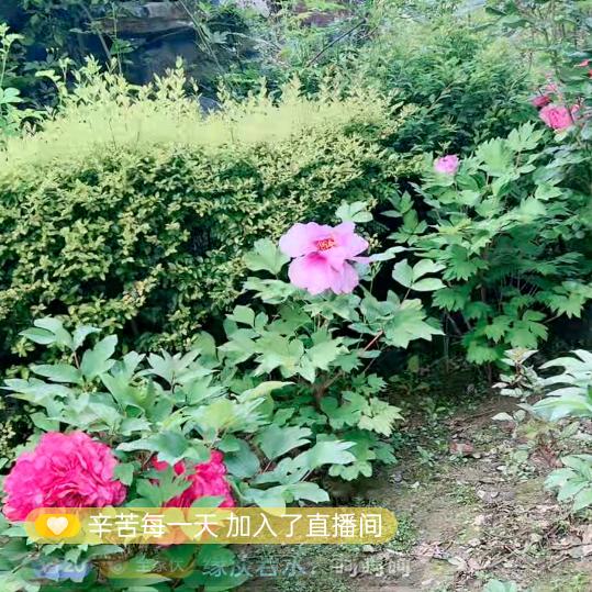 @夏东