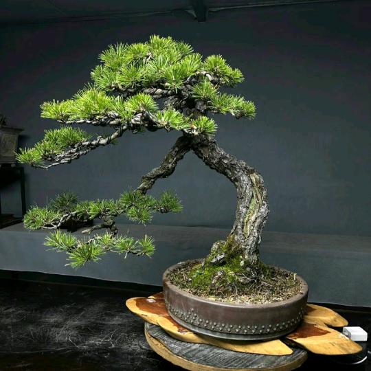 嘉嘉盆栽