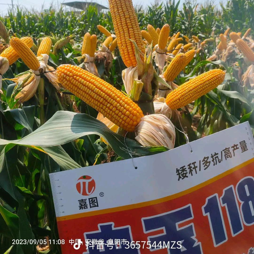 种好二亩地