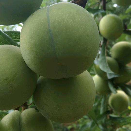袁老二蜂糖李
