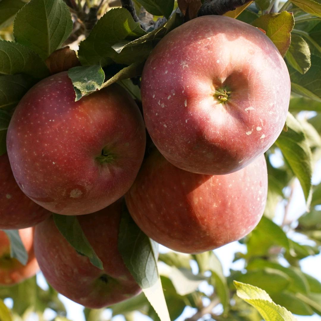 阿克苏小鱼果品店