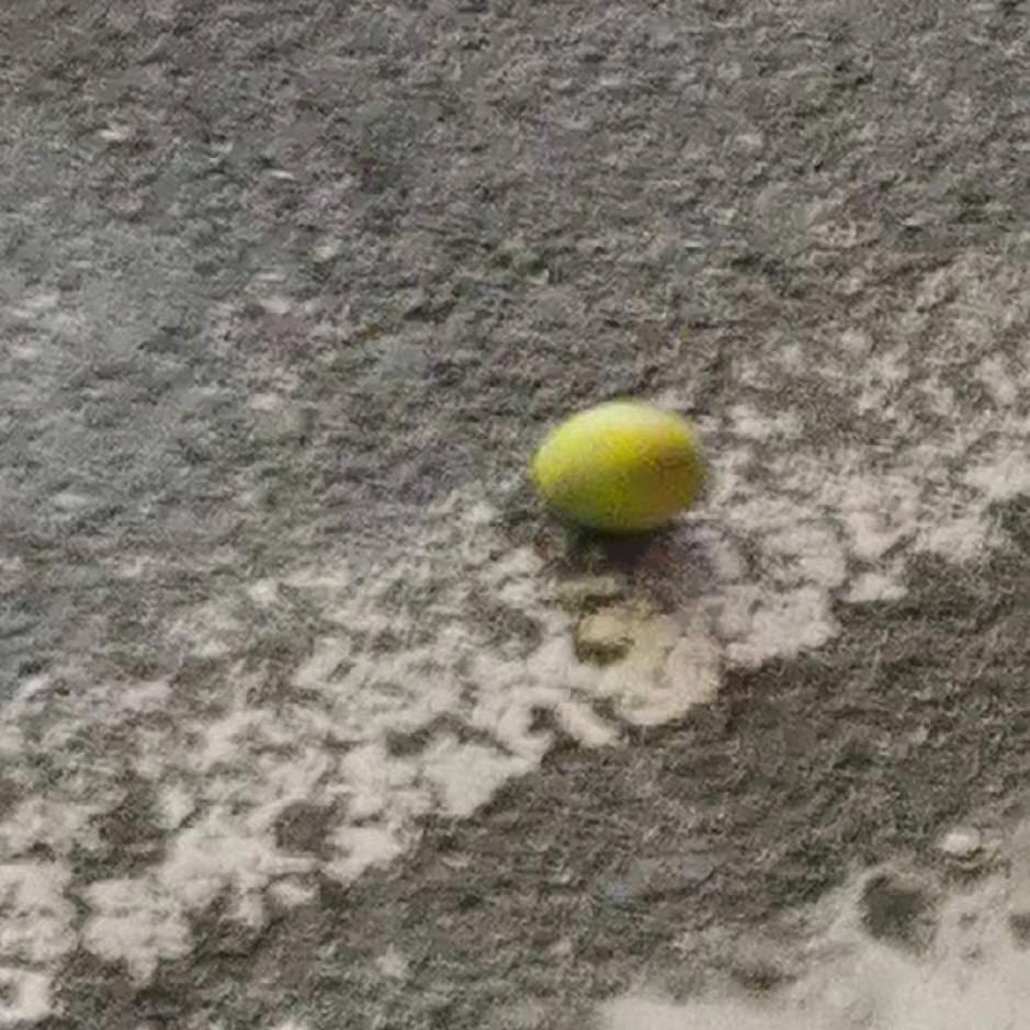 芒果砸我头啦