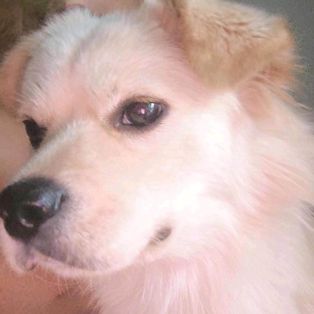 流浪狗