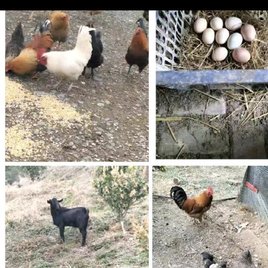 杨小庆(散养土鸡、山羊、土猪、蜜蜂