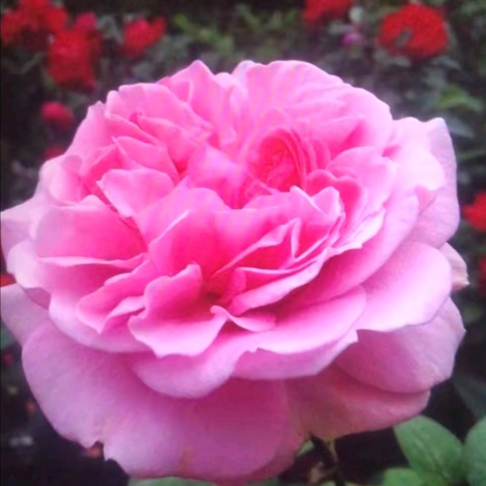 🌺