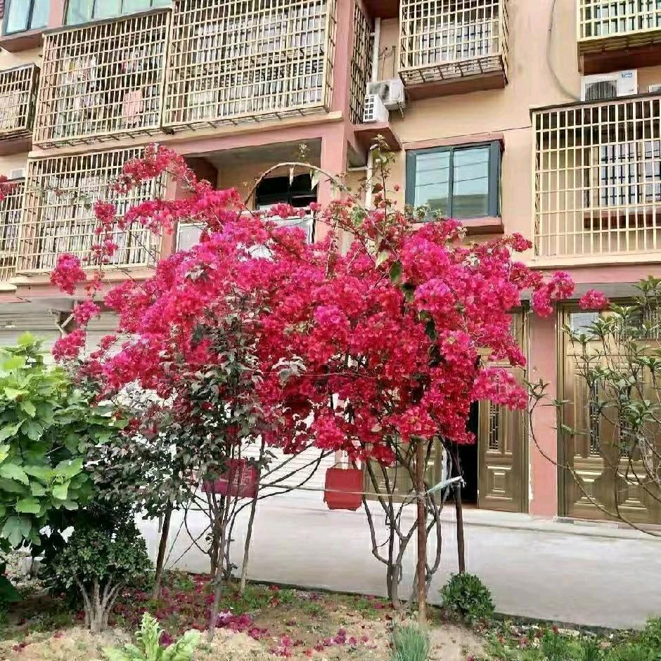 开心果🙏🙏🙏