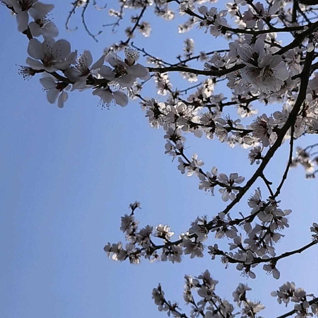 小多宝