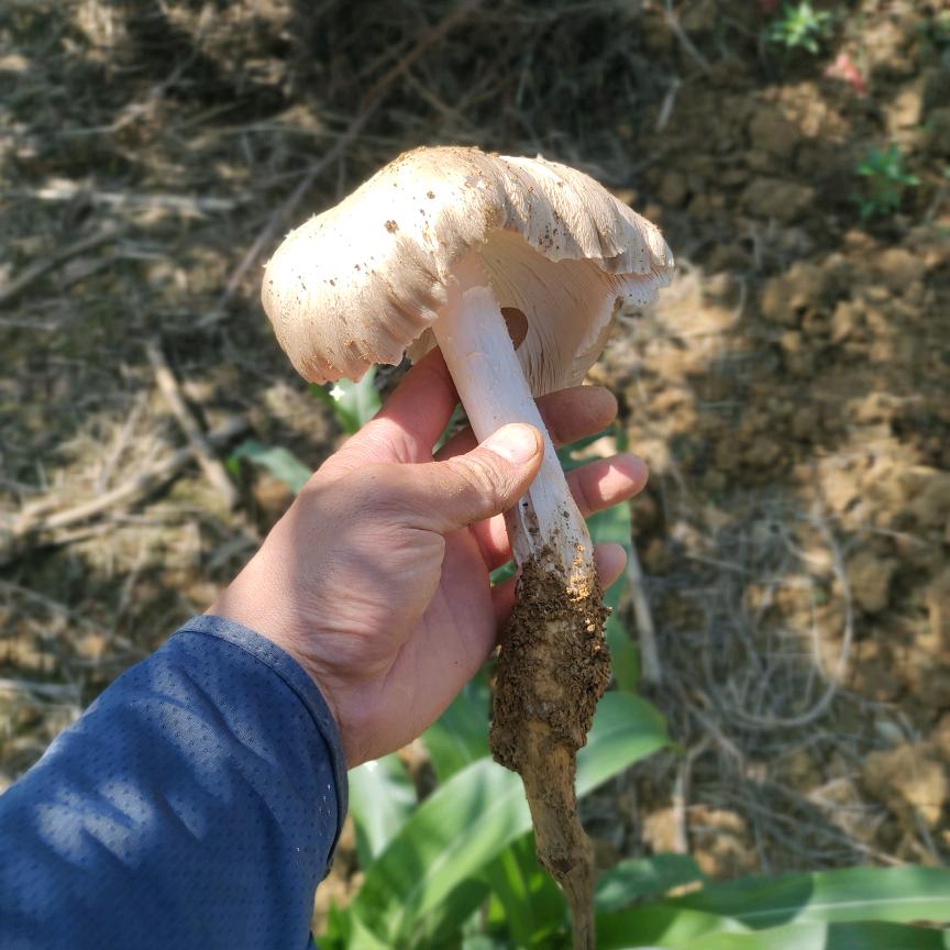 菌鲜生户外