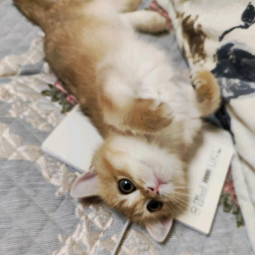 侑子