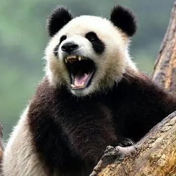 磕巴嘴讲故事