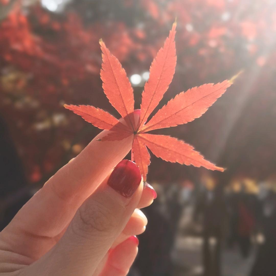 🍀傲娇的仙女