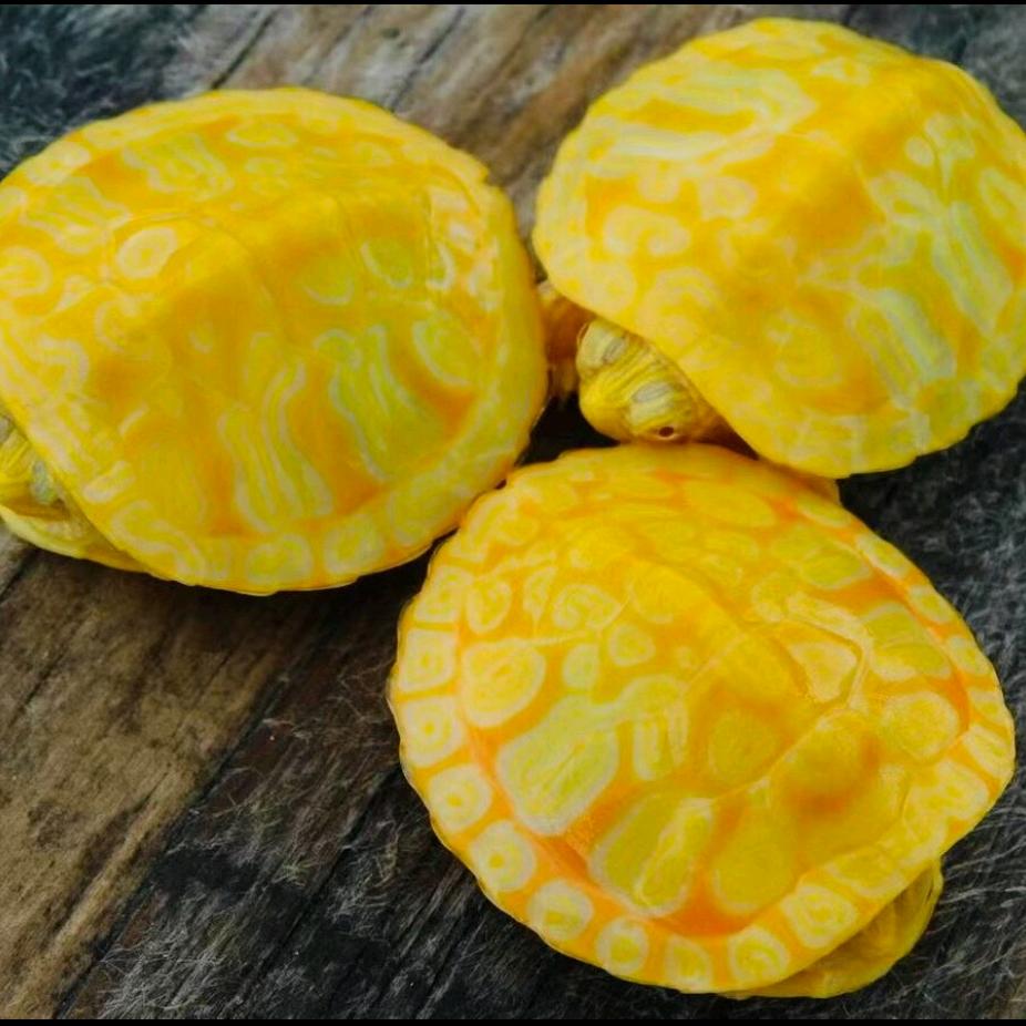 玄冥龟阁（暂时退坑）