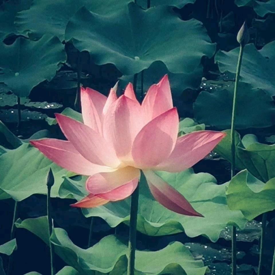 烟凝