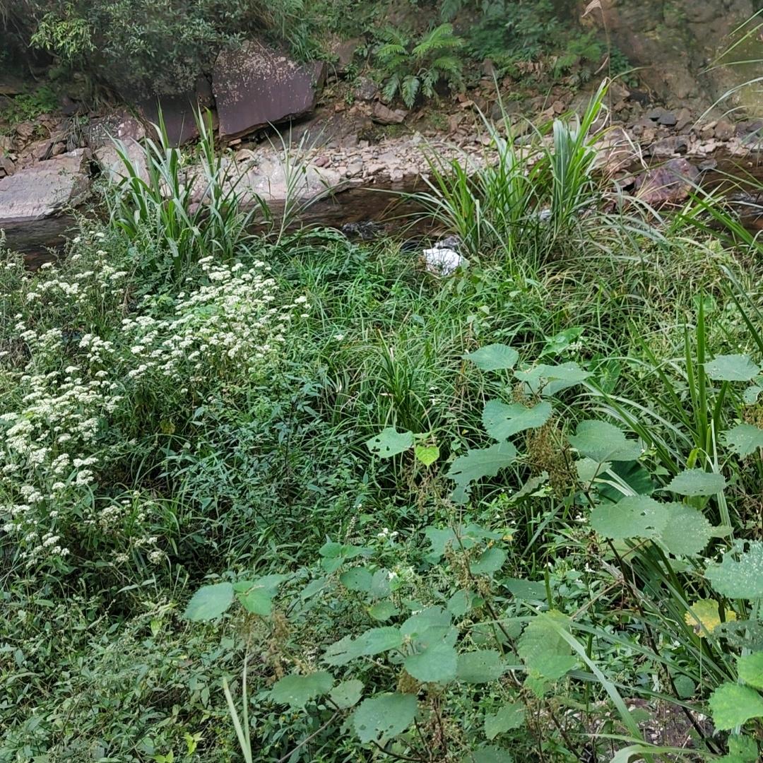 田心