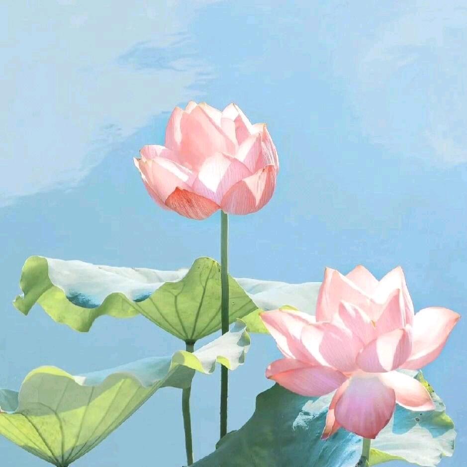 姜家三千金