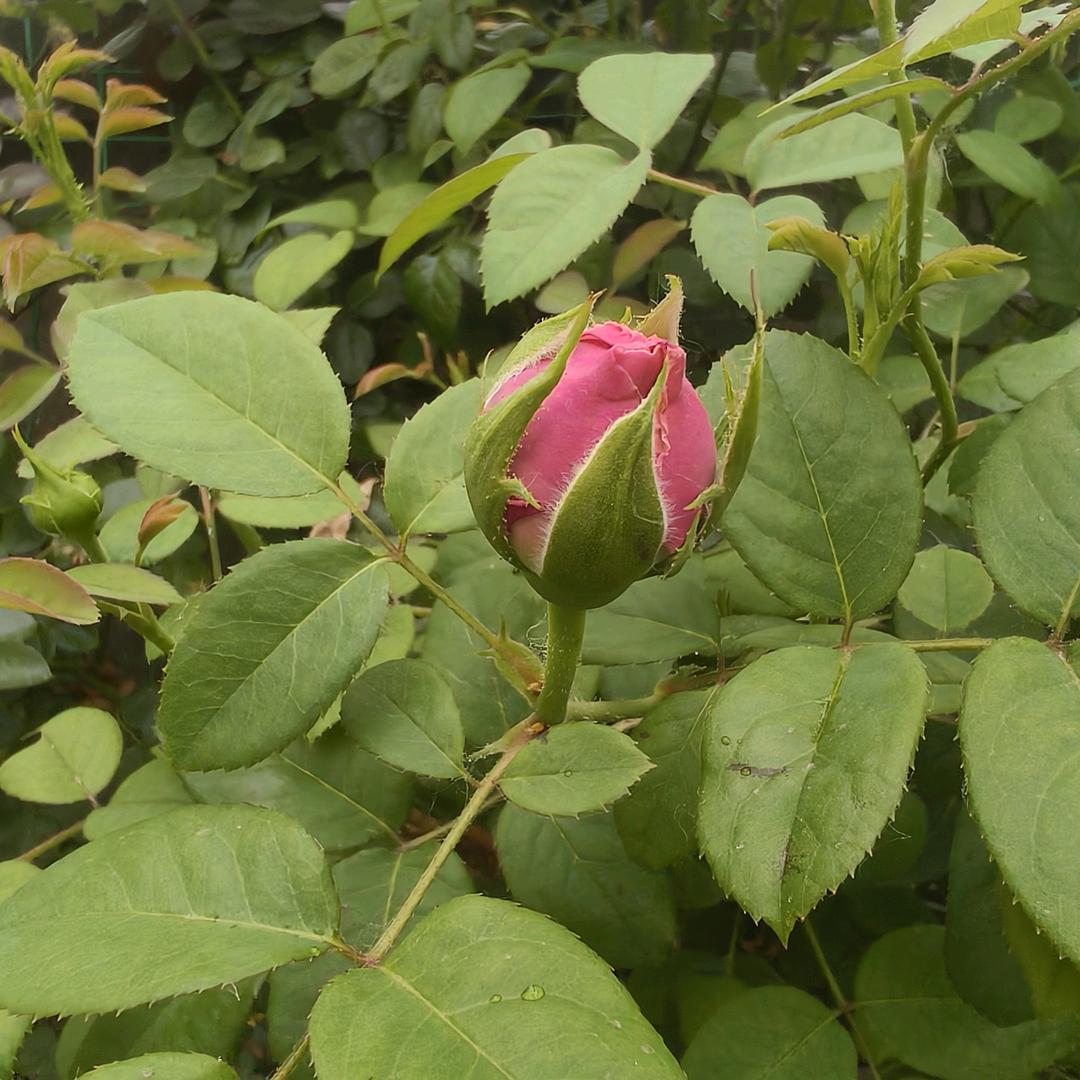 🌹一生平安🌺🌹