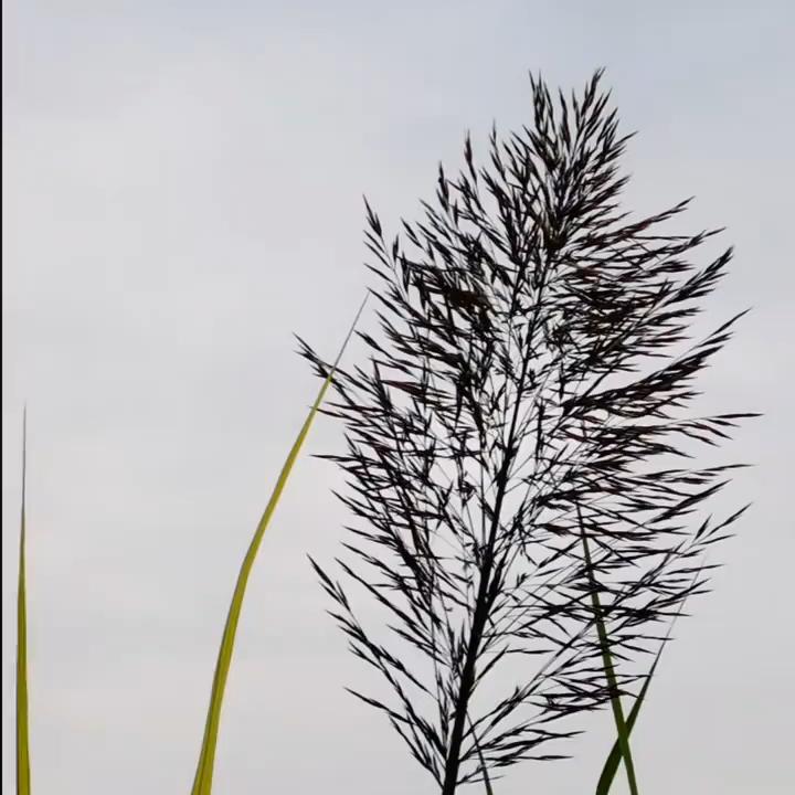 用户5433505456108