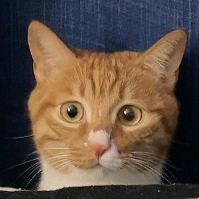 周六的喵呜🐱