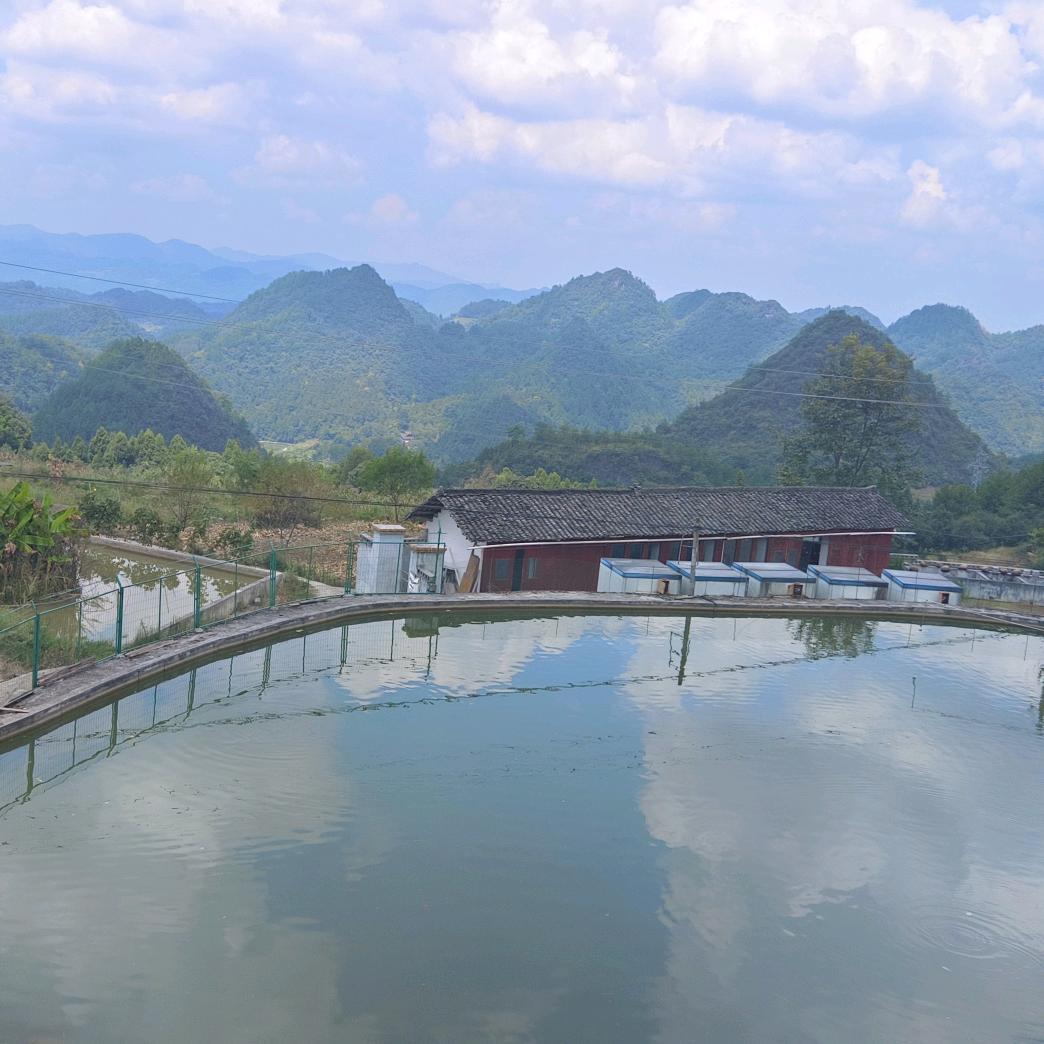 格格兔