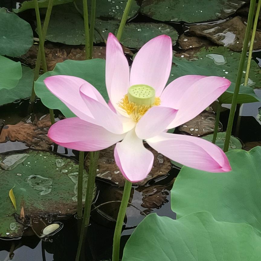 奶☆糖