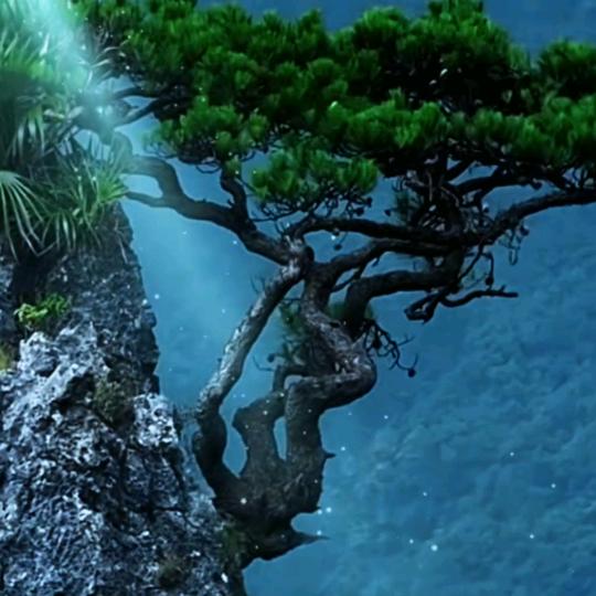 金色果艺术盆景