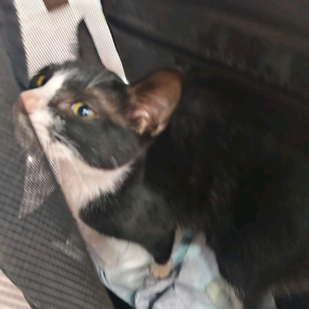 德芙和黏黏🐱🐱