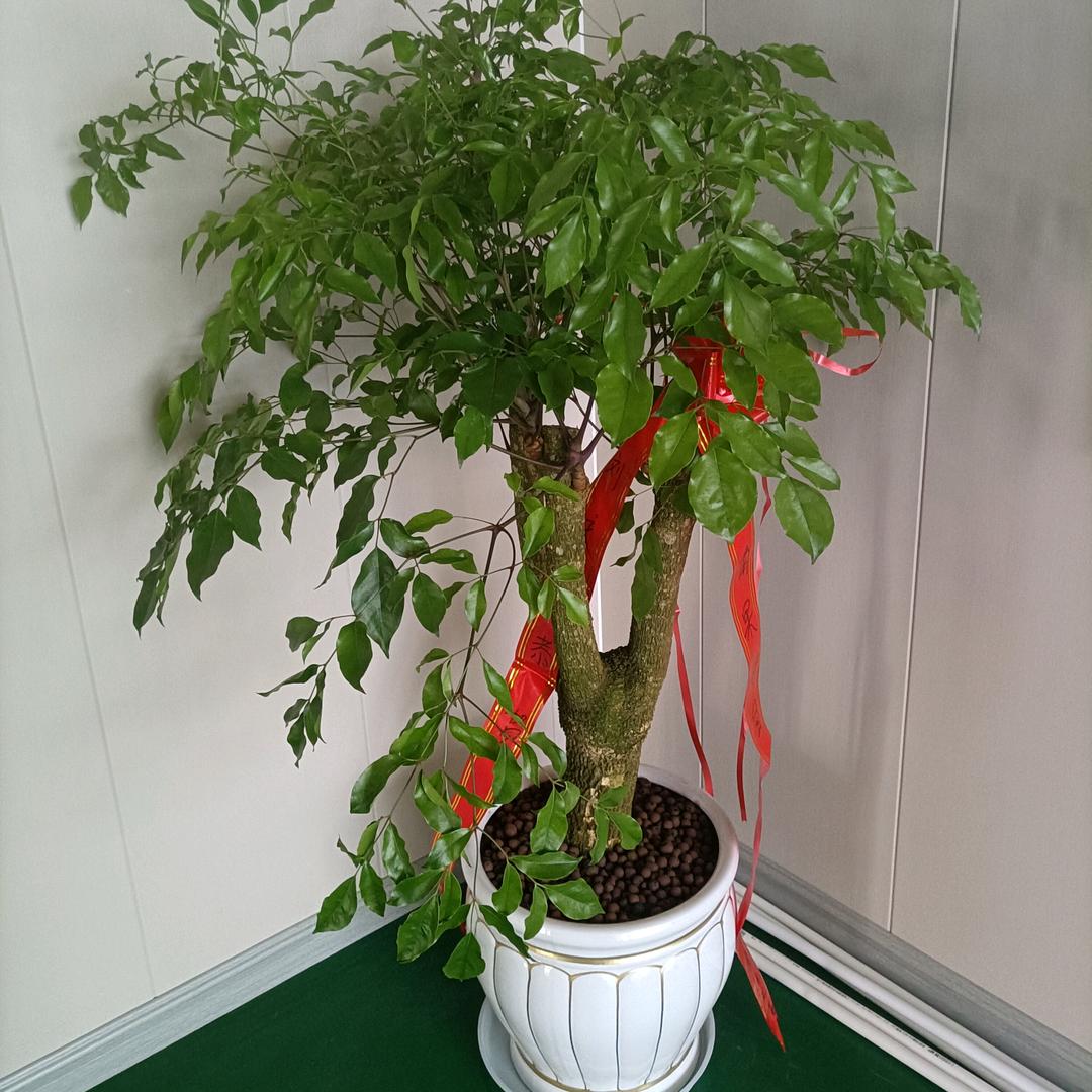 鲁甸 百卉园花社 小宇哥