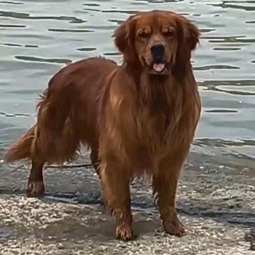 凤台县厚德犬舍2