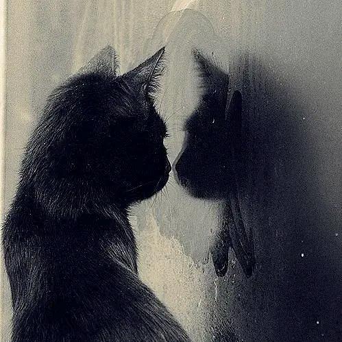 小猫钓鱼🎣