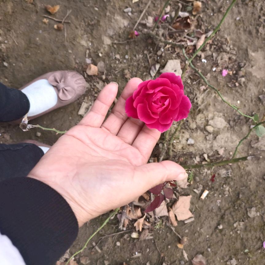 我是刘刘家的唐丫头