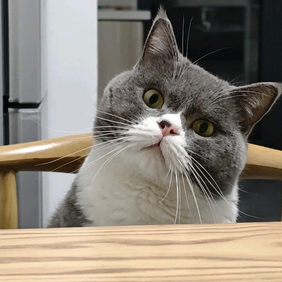 小猪小猪咕噜噜