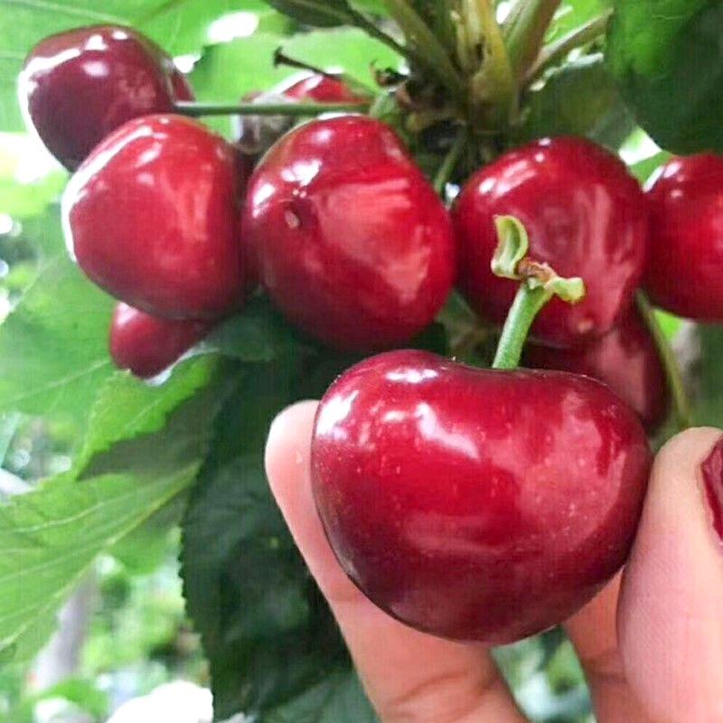 平邑圣威苗木中心企业店