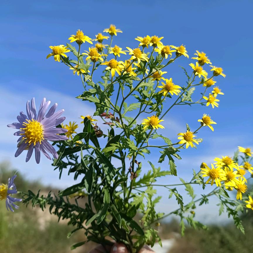 文文(橱窗好物)