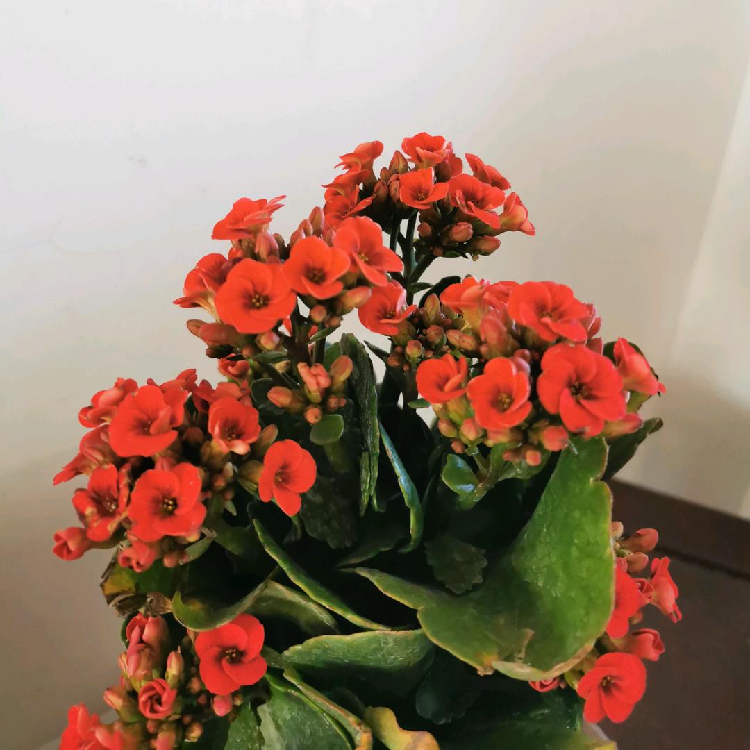 洪菊