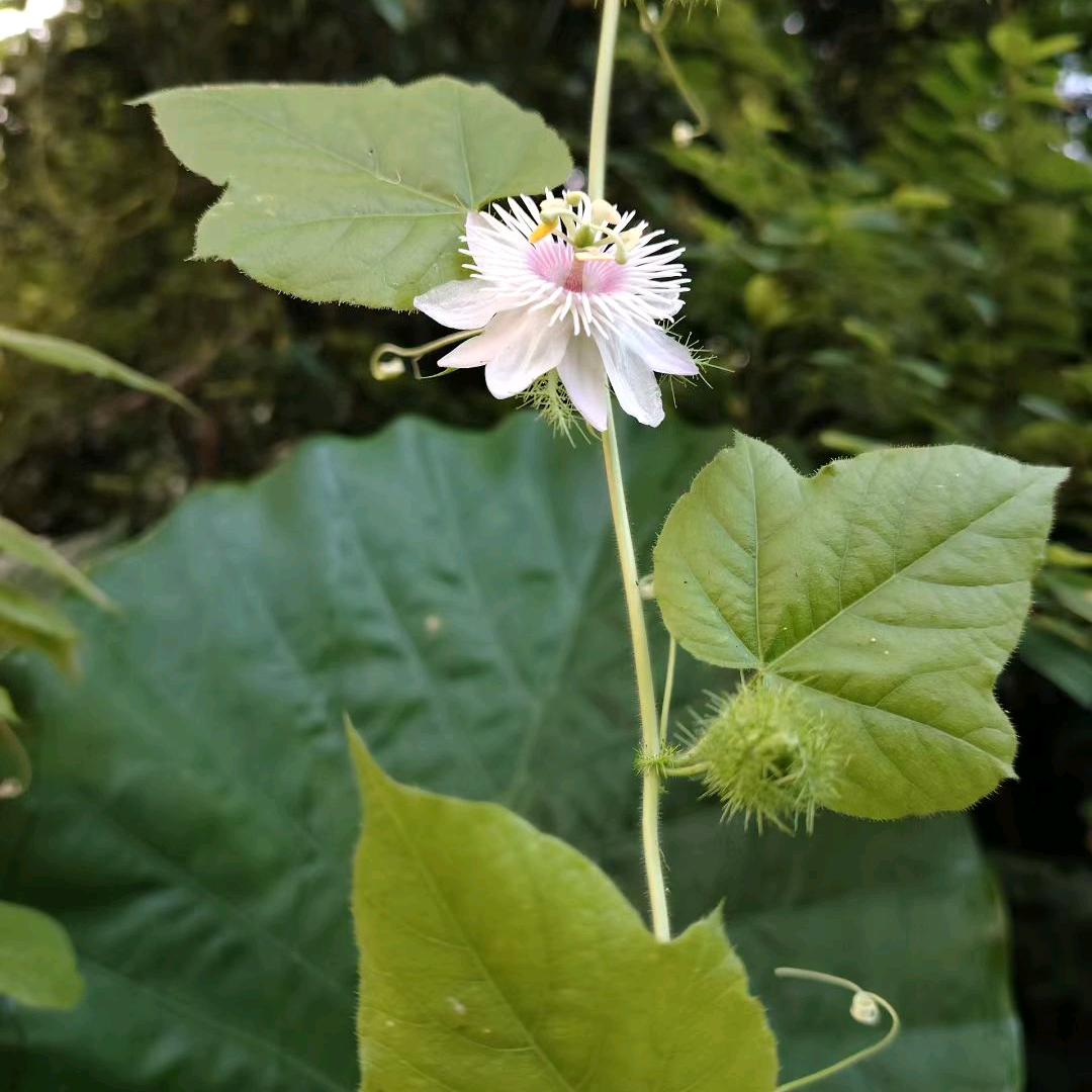芯辛