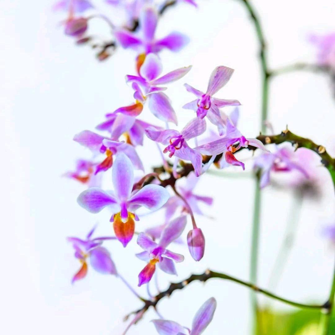 🦋²¹¹馥郁🌸兰花