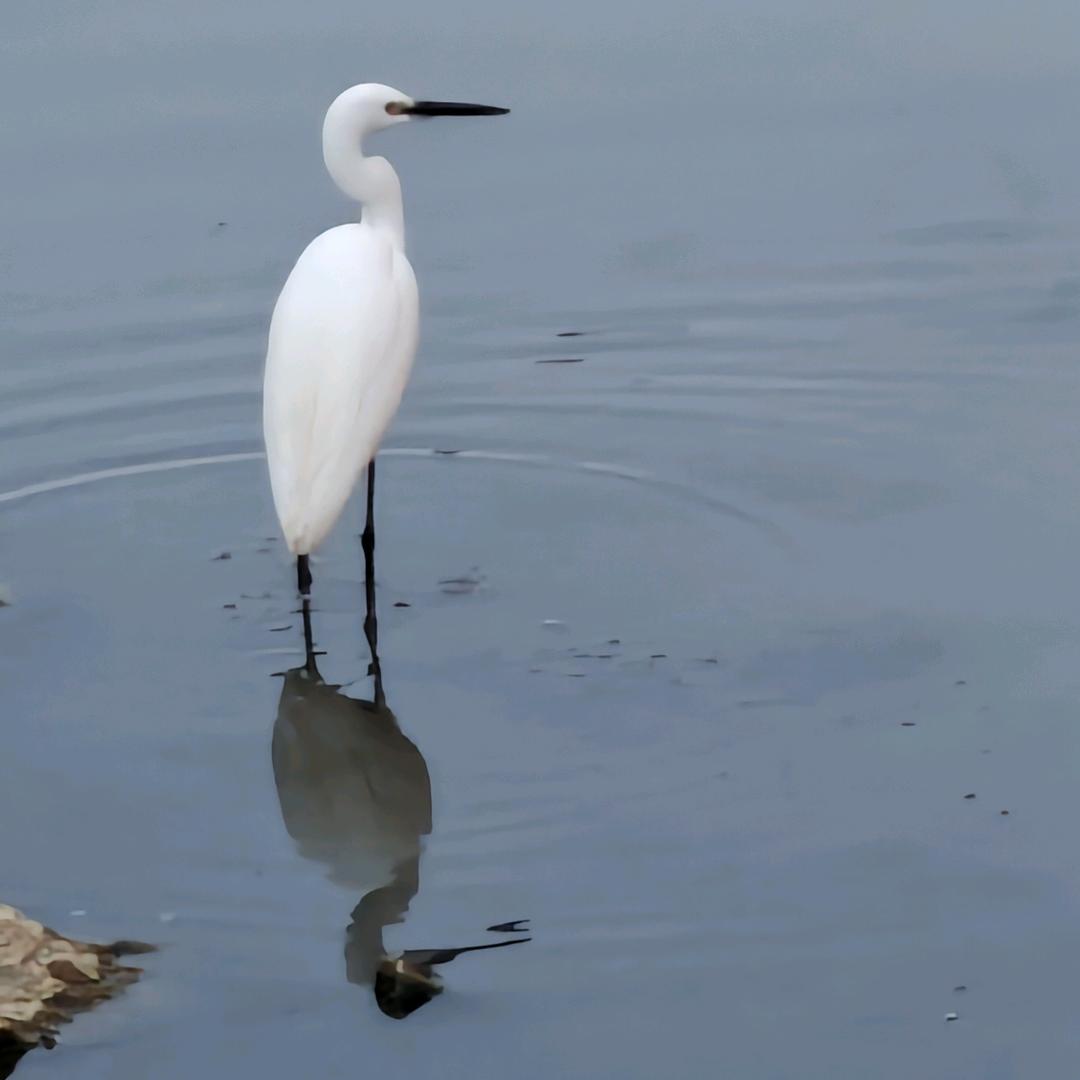 白鹭：侯鸟