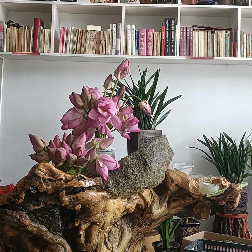 微山湖荷源盛夏民宿民俗