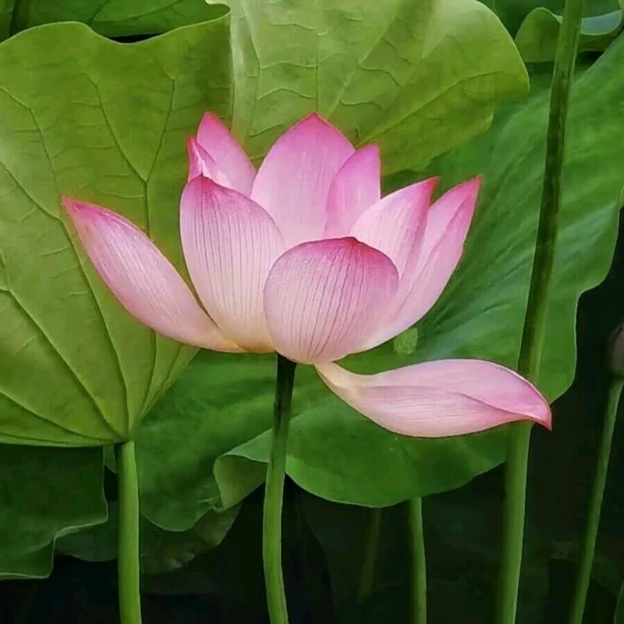 岁月静好