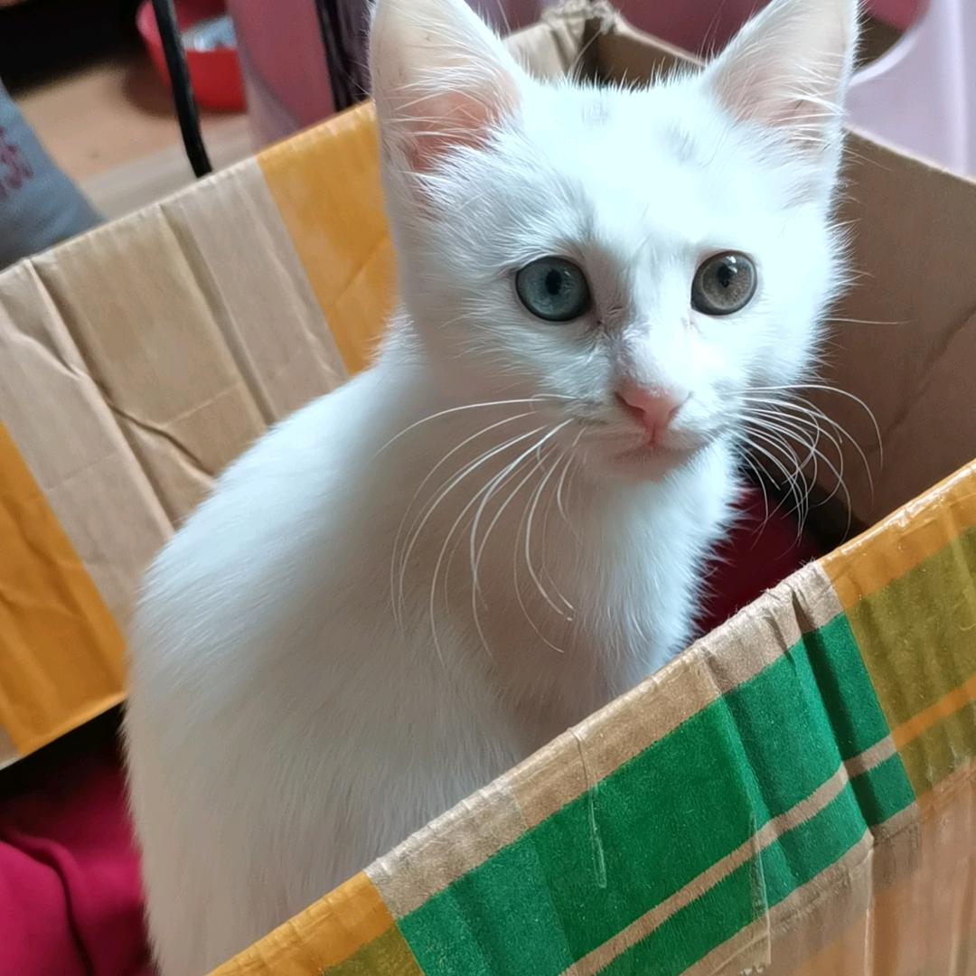 小丑猫