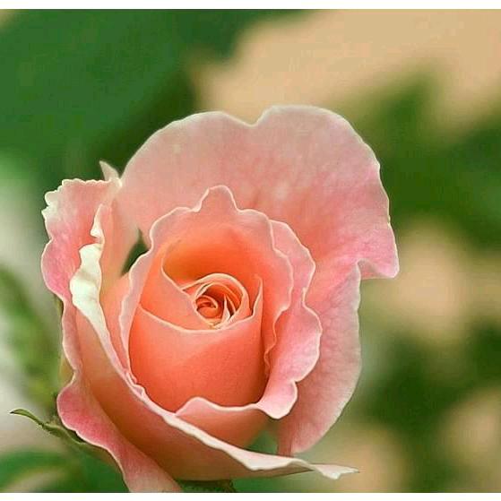 静花寒