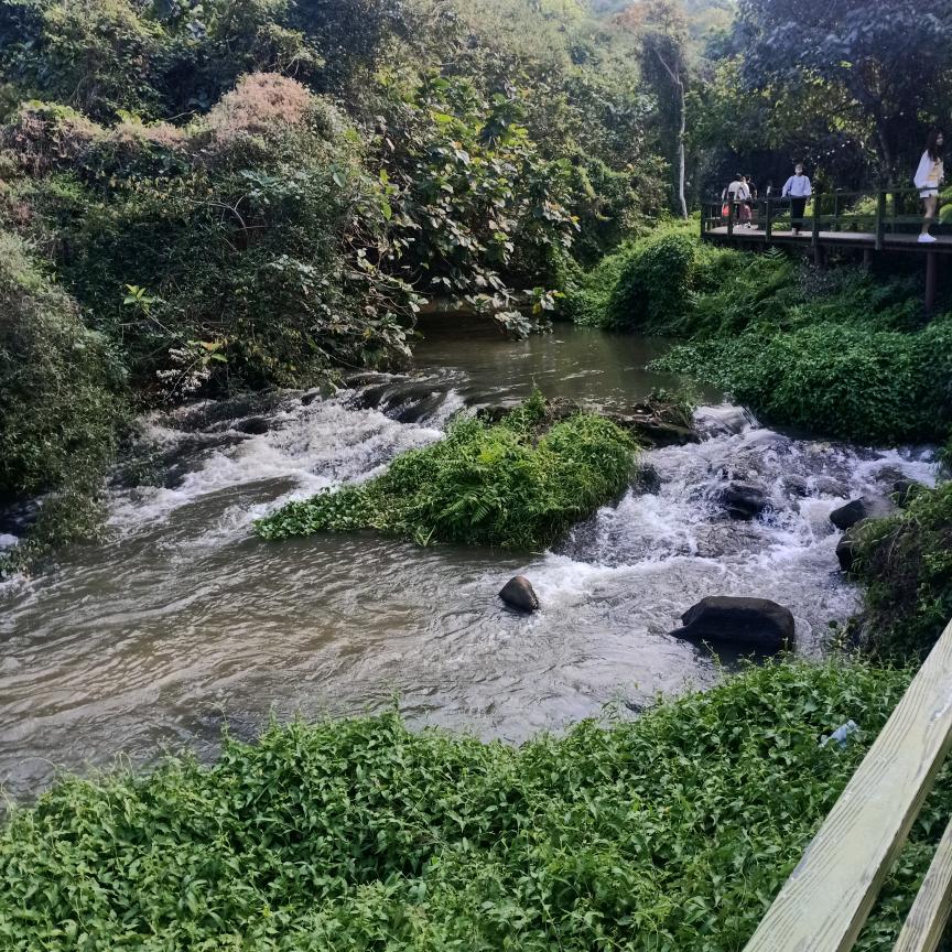 黄雀在后