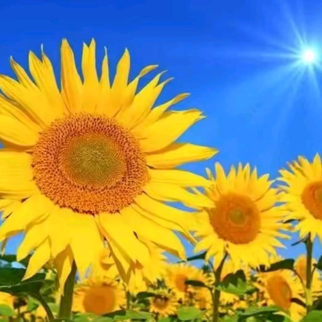 阳光明媚🐠🐠🦞🦞