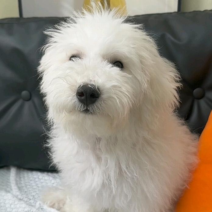 百渝萌宠