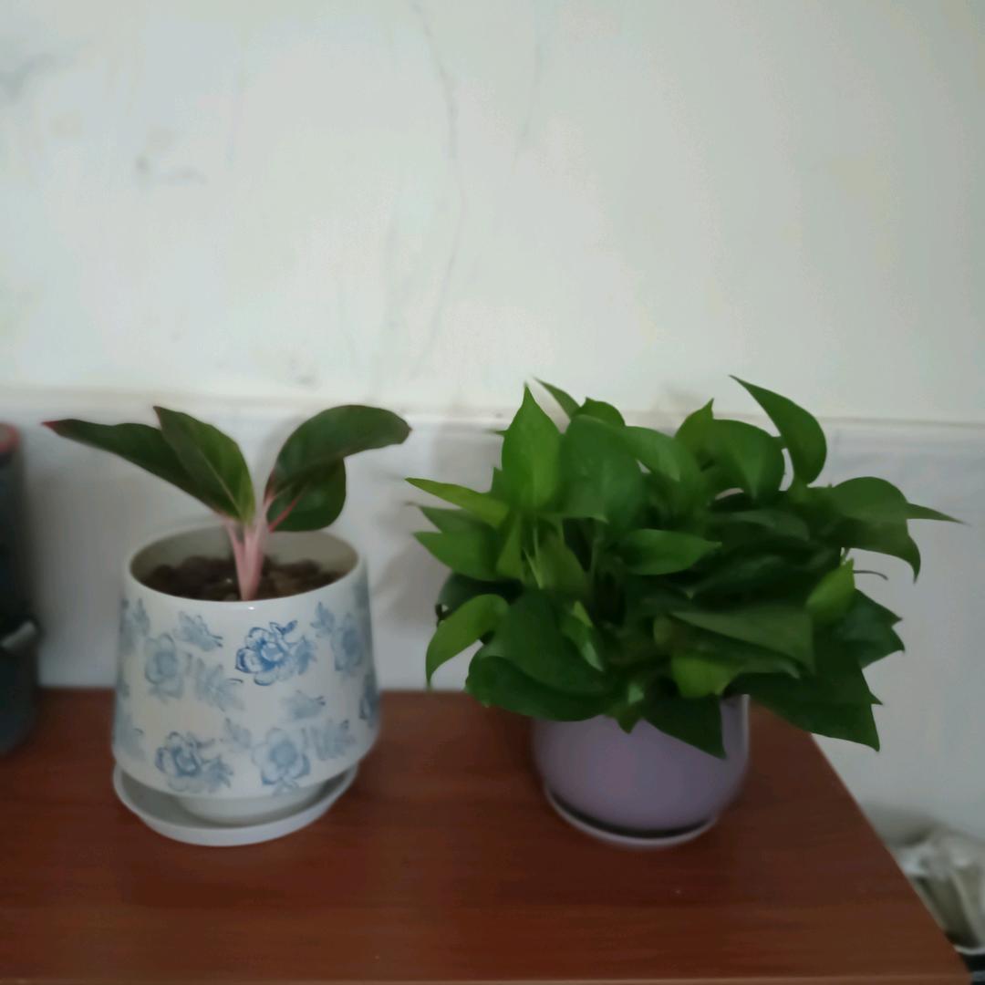 小珠