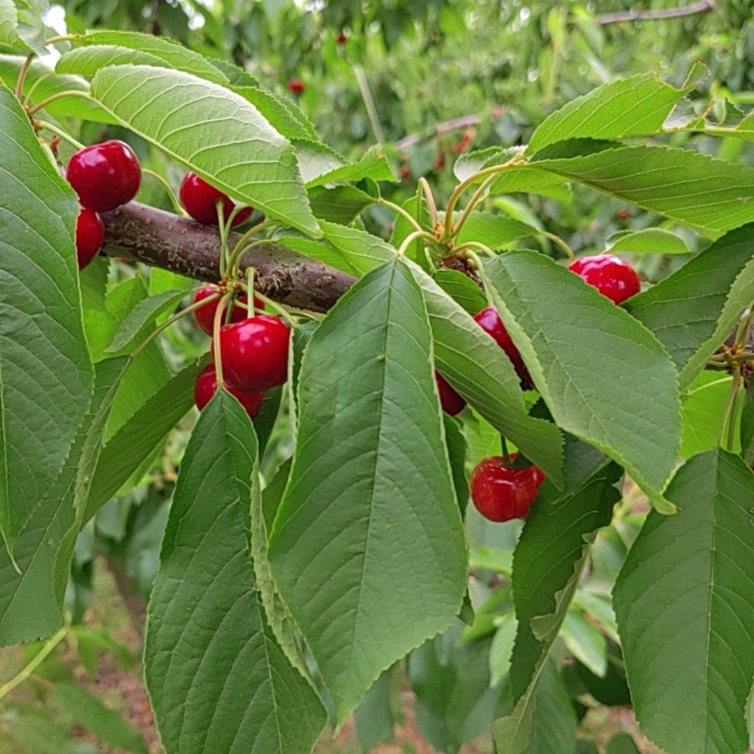 一株无花果