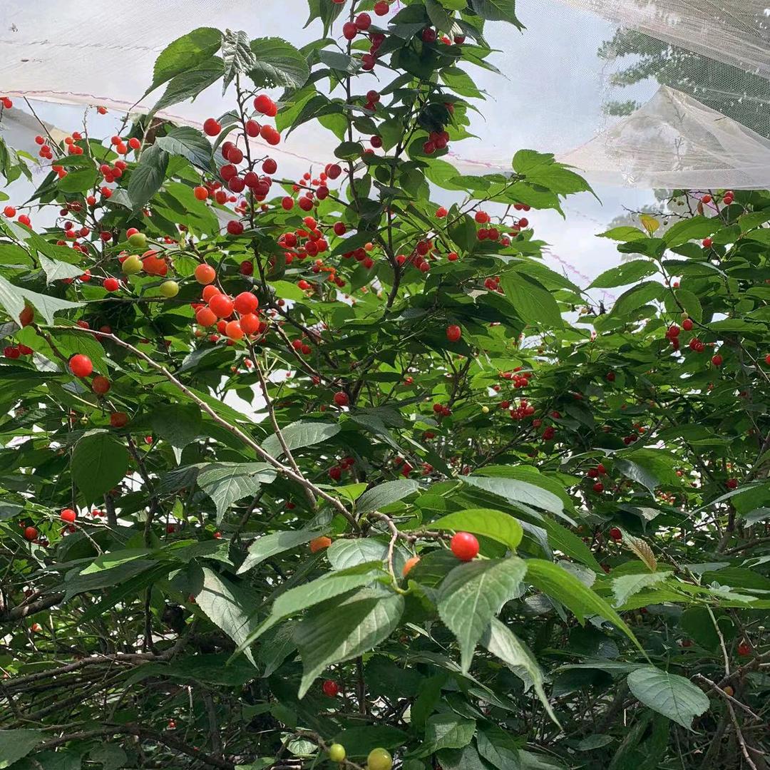 ❤️随心所欲