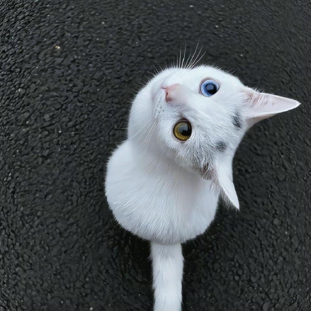 方茴